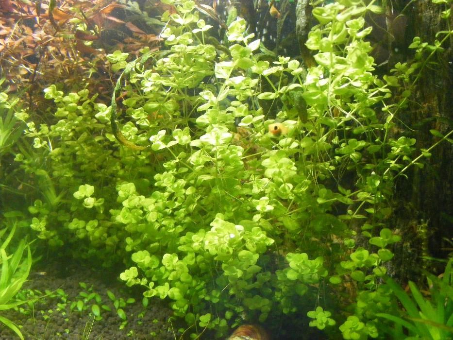 GB micrantherum umbrosum okrągłolistne