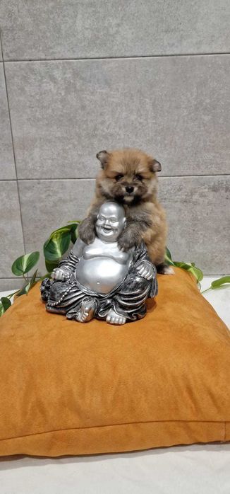 Lulu da pomerânia/Spitz Alemão anão de excelência de porte pequeno