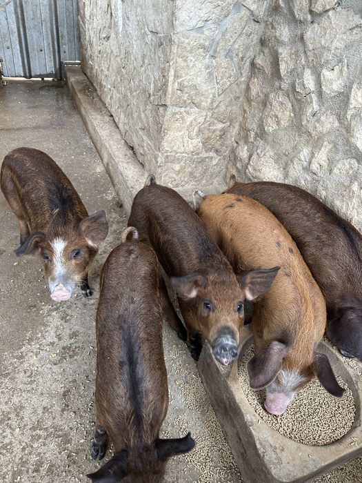 Leitões cruzados Javali/Duroc/Pietran