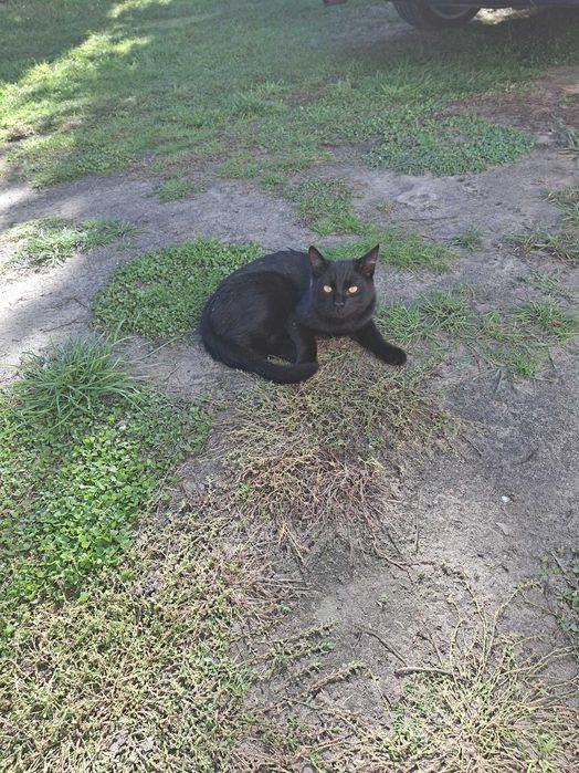 2 śliczne czarne kocurki oddam