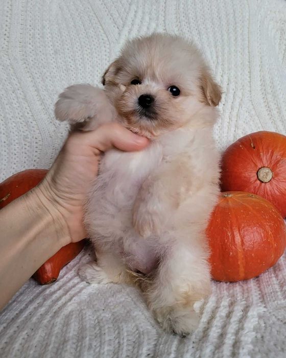 Наче іграшковий ведмедик) Дизайнерська mini pomapoo дівчинка з Києва