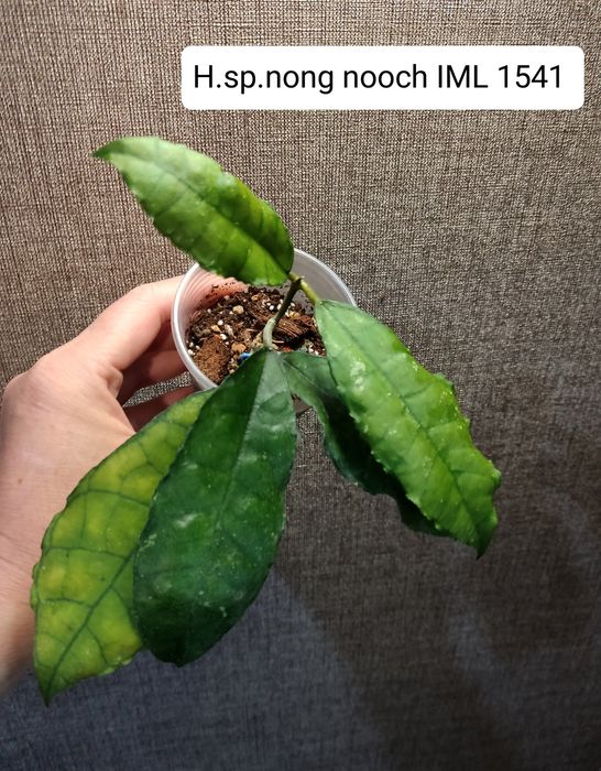 Хойя.Хої різні,nongnooch,Tangamus.anulata,АН032,Rigidifolia,BlackLeavs