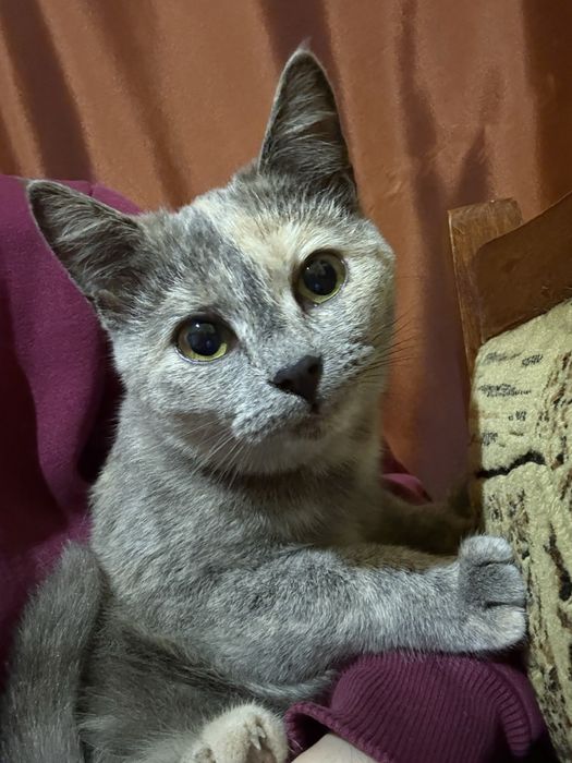 Віддам котиків в добрі руки, безкоштовно, кіт, кішка