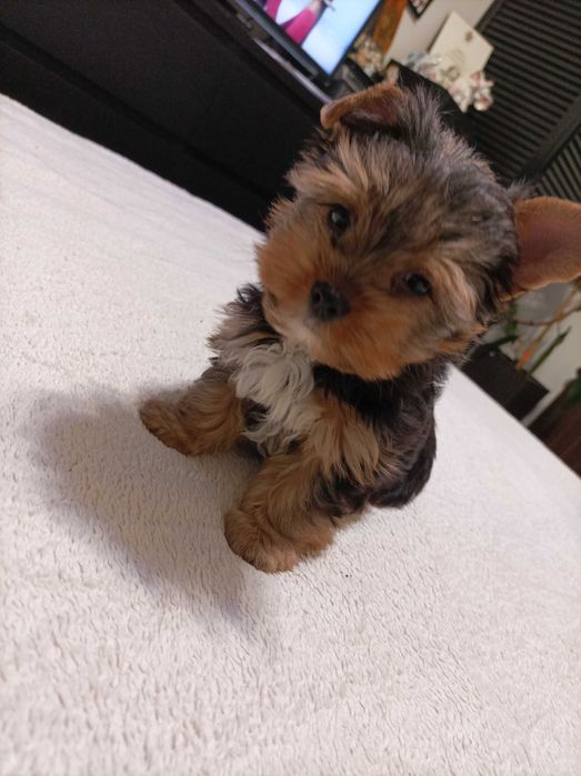 Piesek york terrier