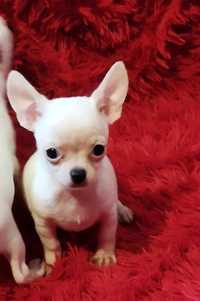 Chihuahua miniaturowy piesek