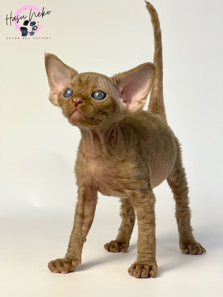 Cynamonowy piekny kocurek rasy Devon Rex z Hasu’Neko*PL