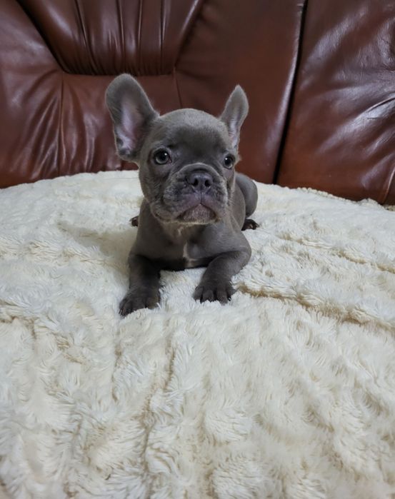 Французький бульдог