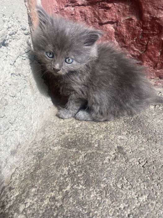 Кошенята безкоштовно