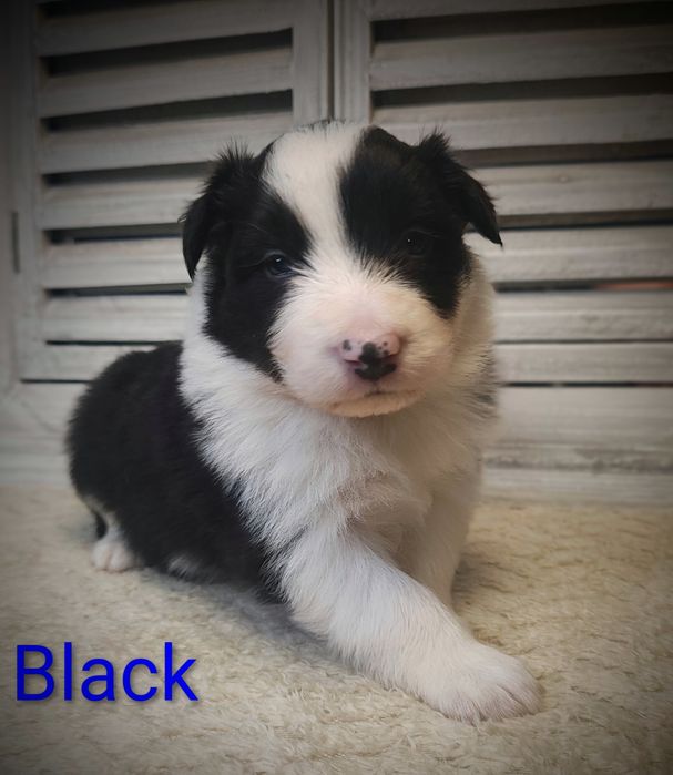 Border collie cudowny piesek przebadani rodzice