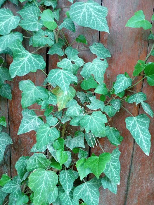 Плющ вічнозелений Hedera helix