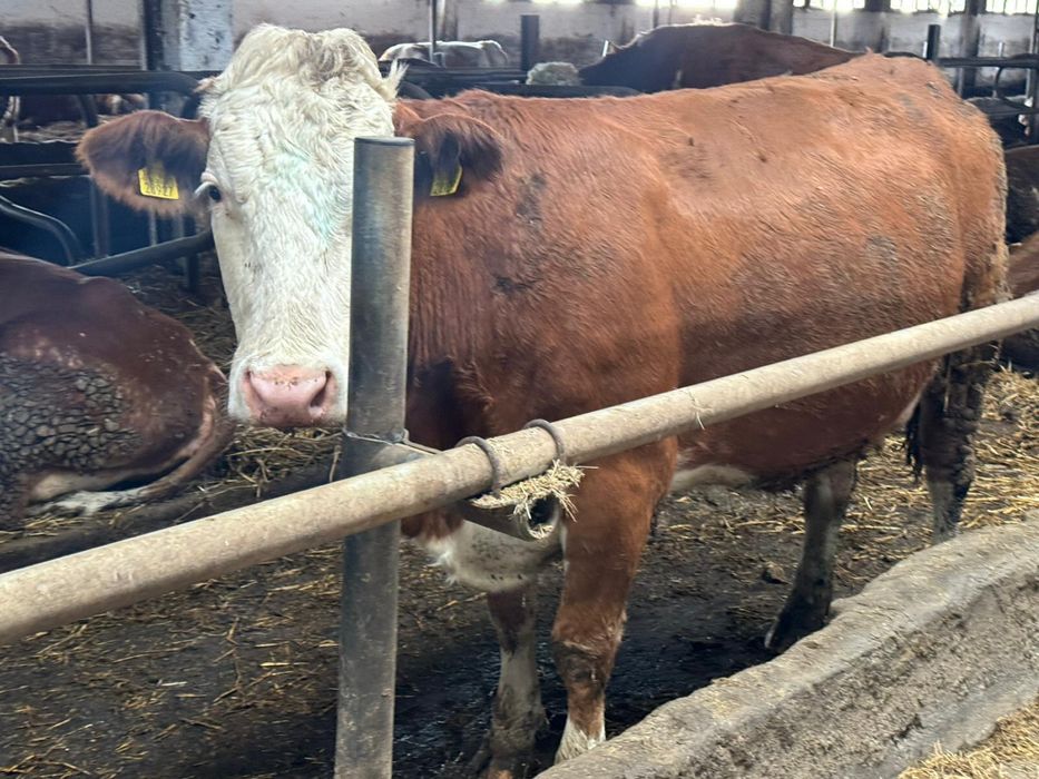 Pierwiastki krowy jałówki  cielne mleczne SM SIM Simmental  Simental.