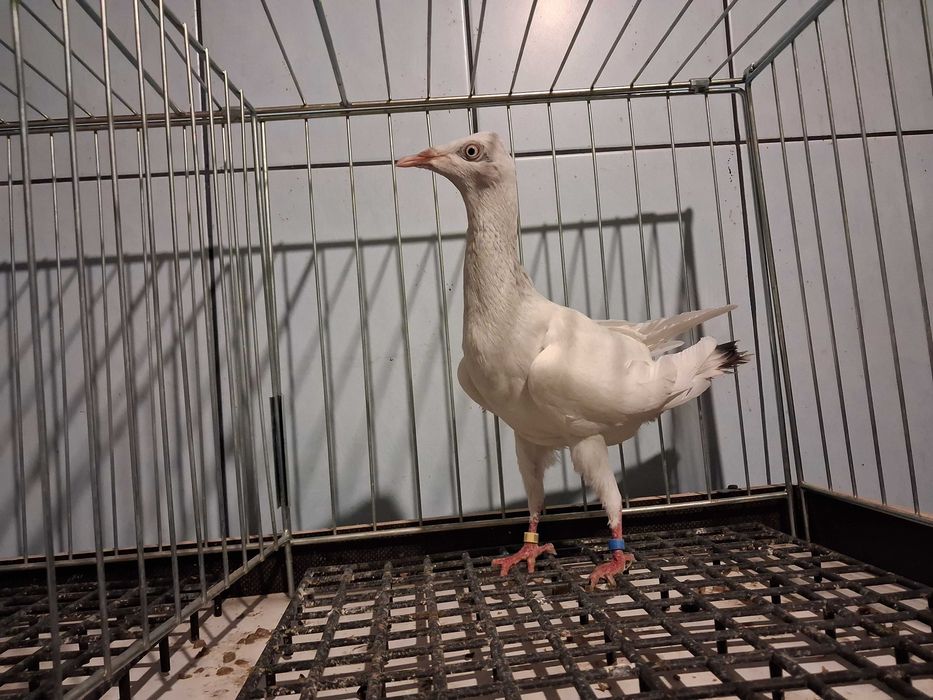 perłowe perłowy samczyki