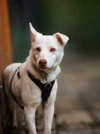 Jambo śliczny biały pies szuka domu
