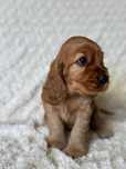 Cocker Spaniel Angielski - suczka Amber