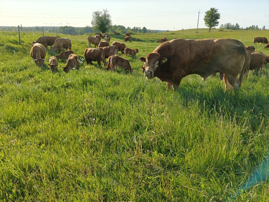 Buchaj limousine 100% lm