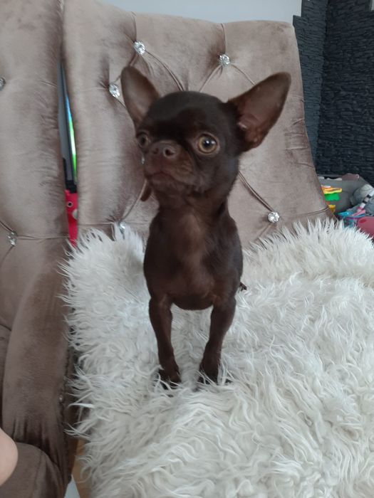 Reproduktor Chihuahua