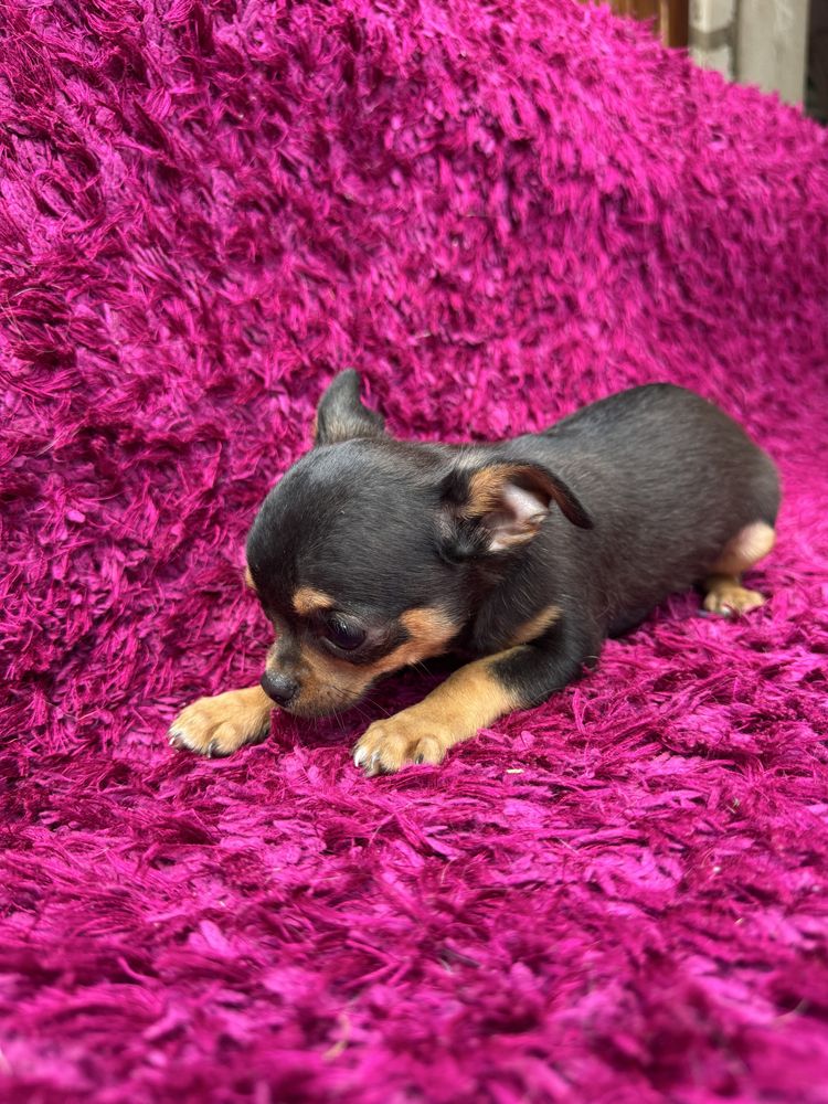 Piesek chihuahua