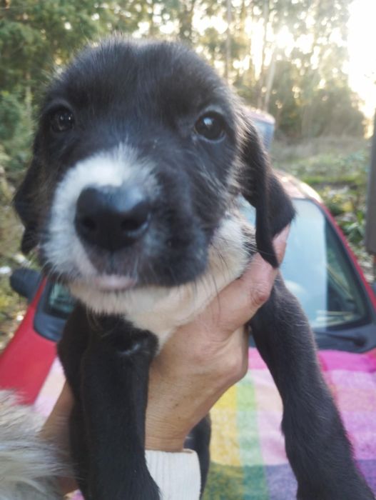 Scubido para adoção muito responsável