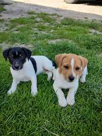 Jack Russell Terrier