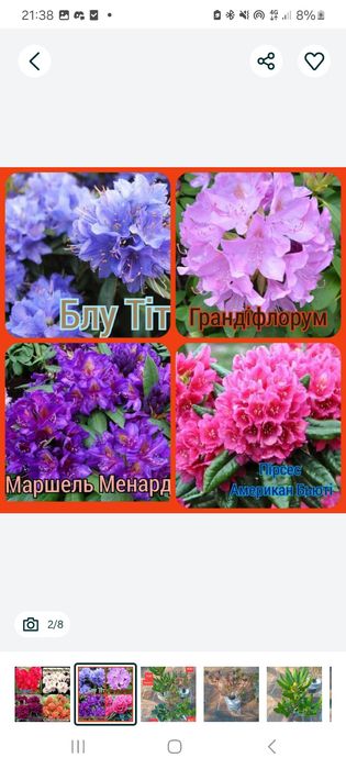 Сакури трирічні( рододендрони, бузки)