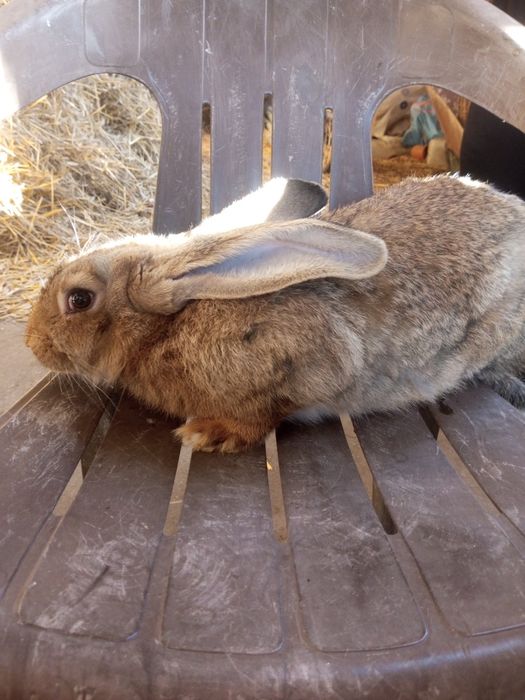 Króliki do dalszego chowu