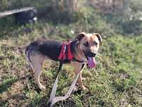 Duży piesek do adopcji