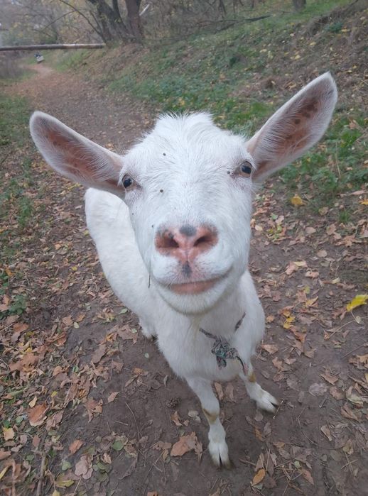 Високоудойні кози, молоді кози