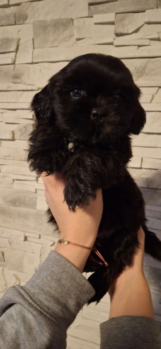 Piękny piesek shih tzu