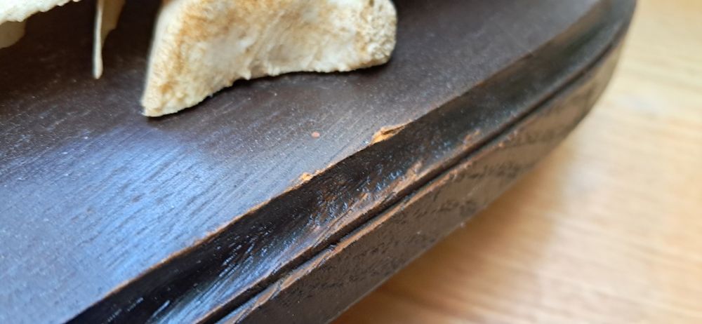 Poroże jelenia 12 odrostów