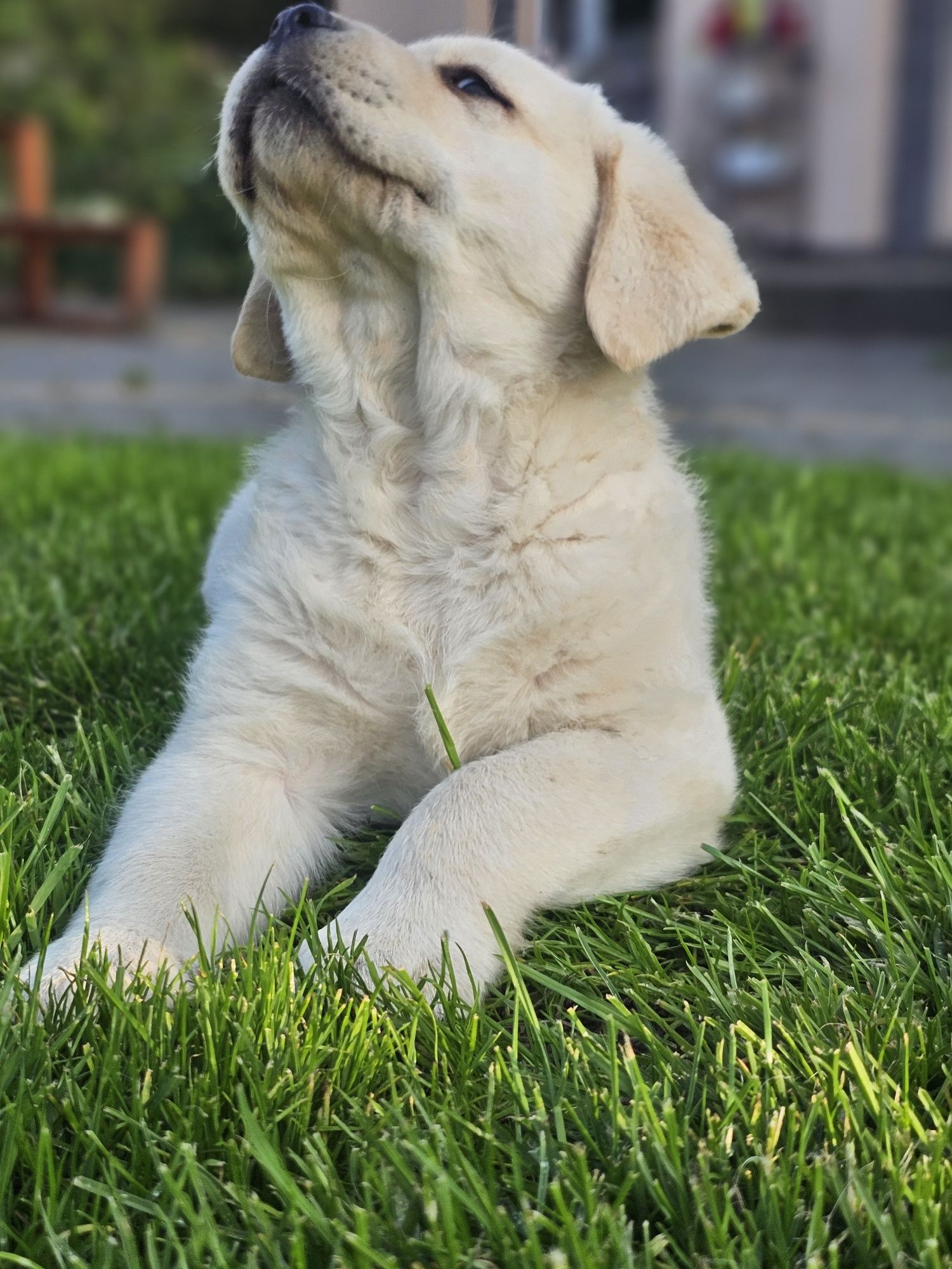 Labrador retriever pies