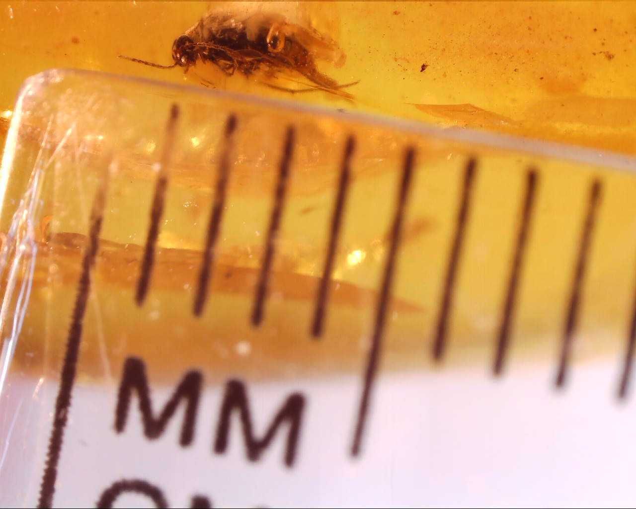 Wymarły chrząszcz bursztyn inkluzja z otworem do pobrania DNA ?
