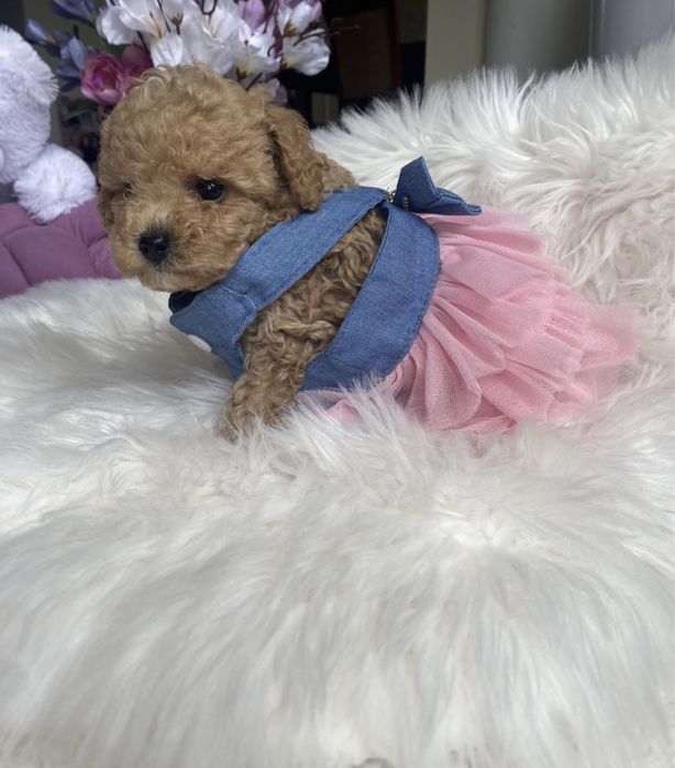 Мальтіпу ф1