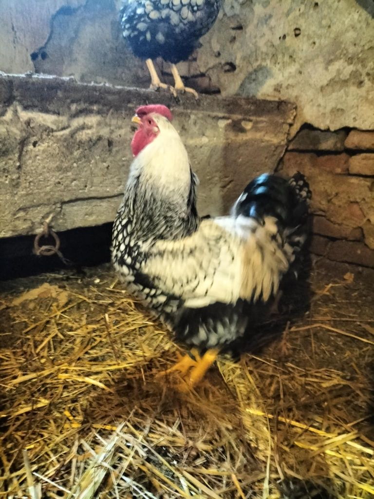 Jaja lęgowe kur wyandotte srebrnołuskowana