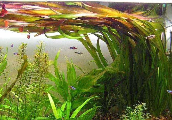 Rośliny do akwarium Valisneria Gigantea Nurzaniec olbrzymi szerokolist