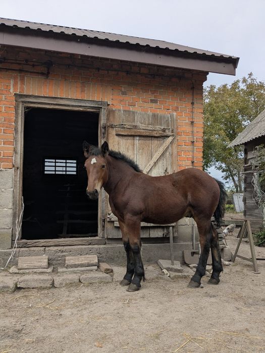 Źrebak, konik zimnokrwisty