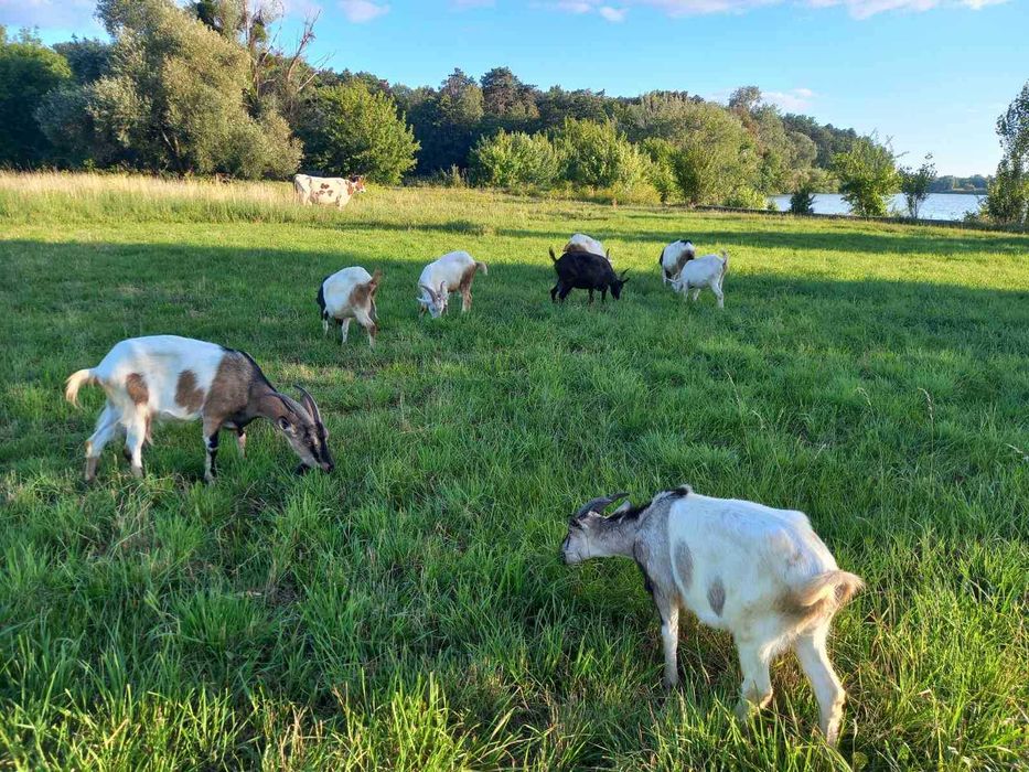 Дійну козу та козенята продати ціна договірна