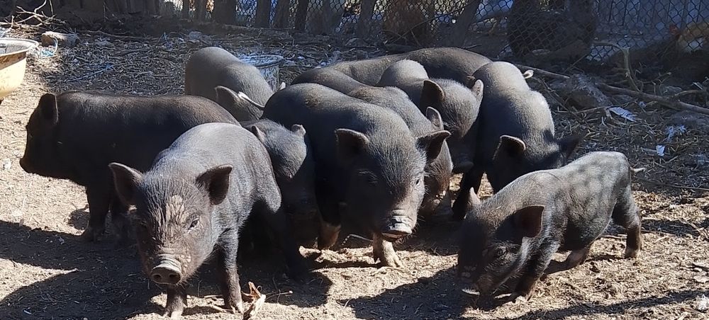 В'єтнамскі/Вьетнамские поросята