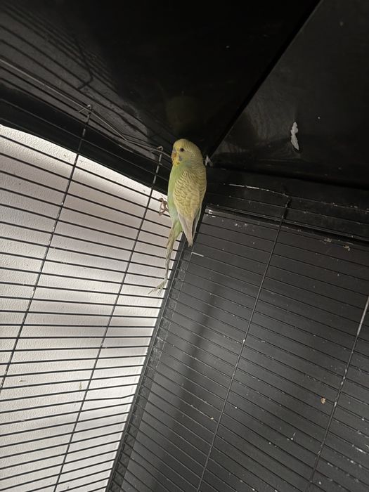 Sprzedam papugę falistą (samiec)