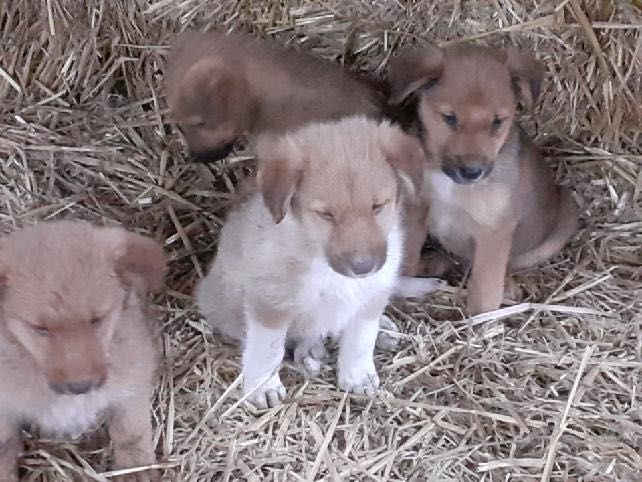 Oddam za darmo szczeniaki