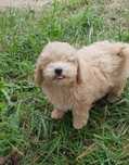 Bichpoo. Poochon. Chlopczyk Parys.. Bichon frise/ pudel