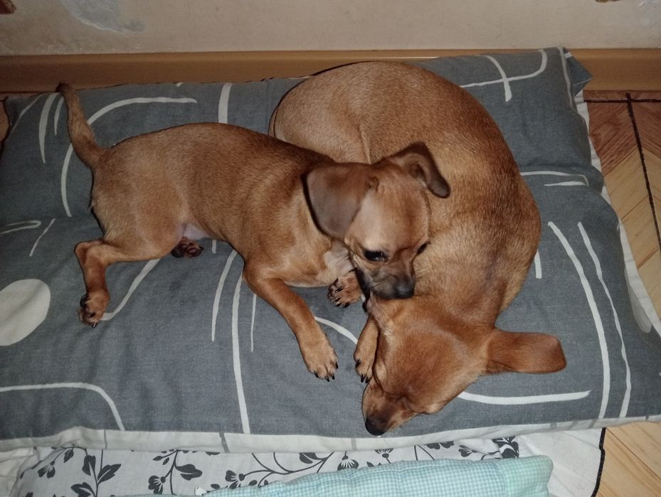 Цуценята тойтерьера