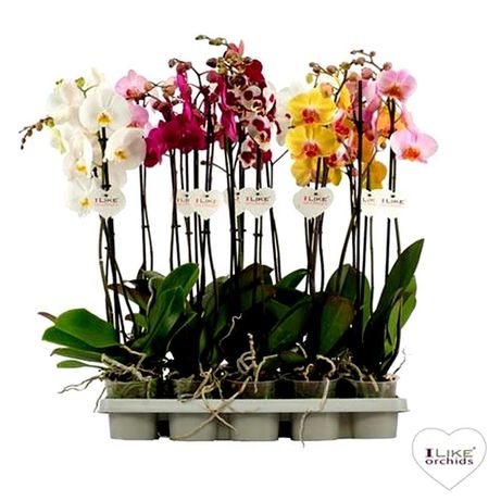Орхидеи дендробиум, фаленопсис оптом и др. растения из Голландии, Азии