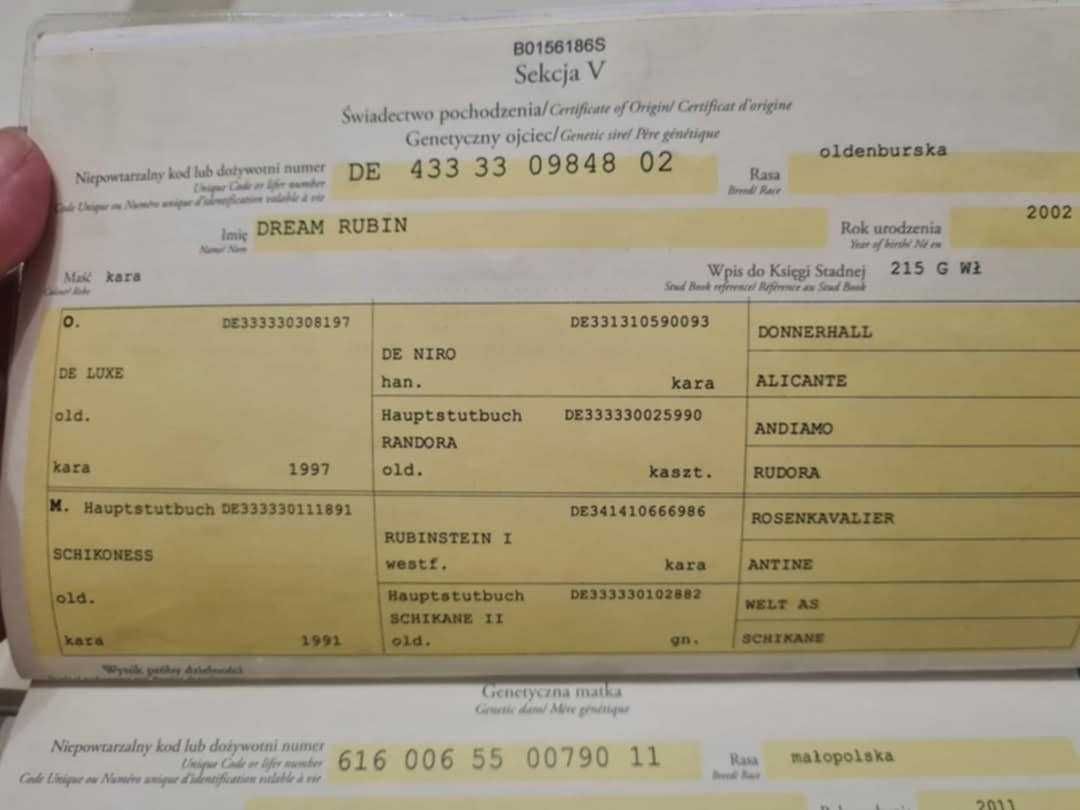 Wałach PKS 3 lata -wstępie zajeżdżony