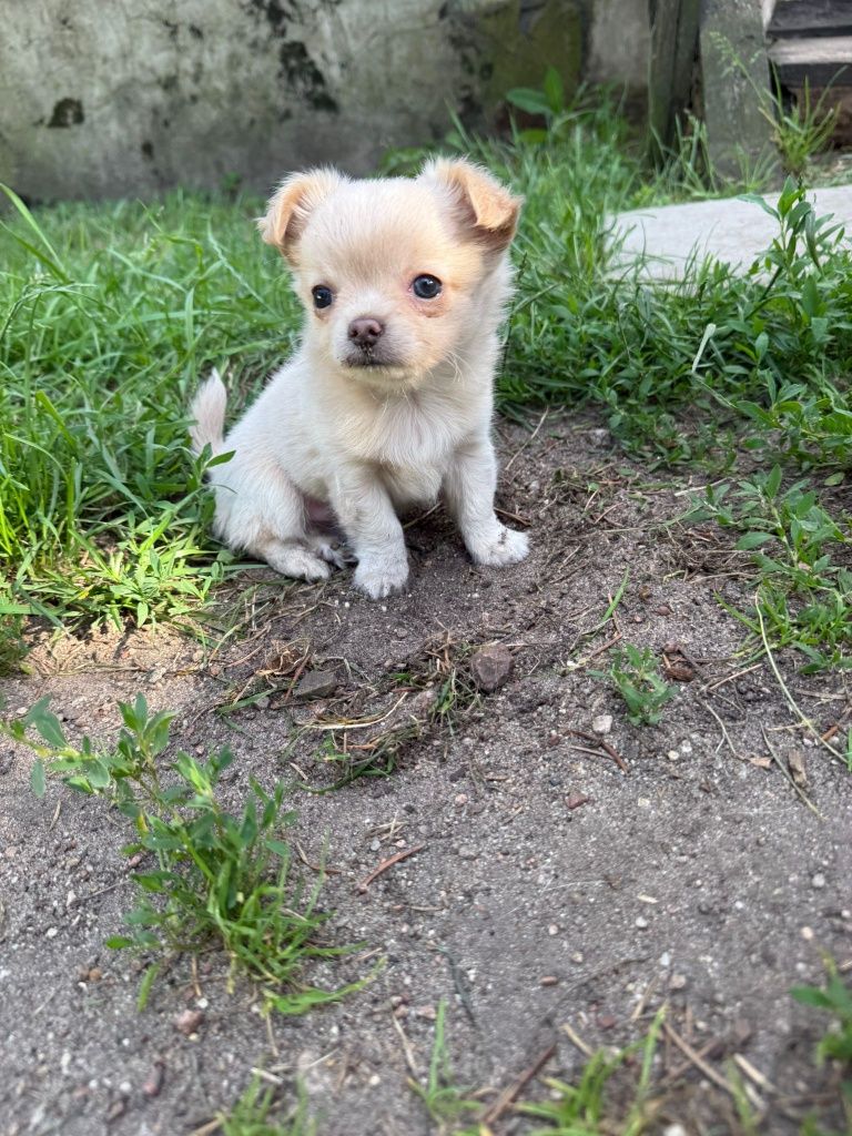Sprzedam chihuahuałe