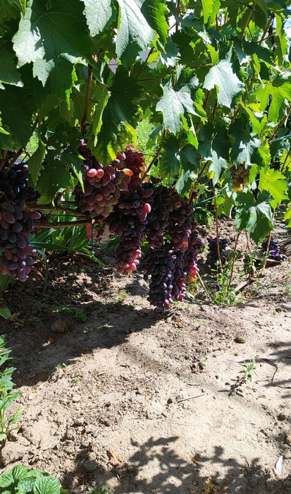 Саджанці та живці  винограду