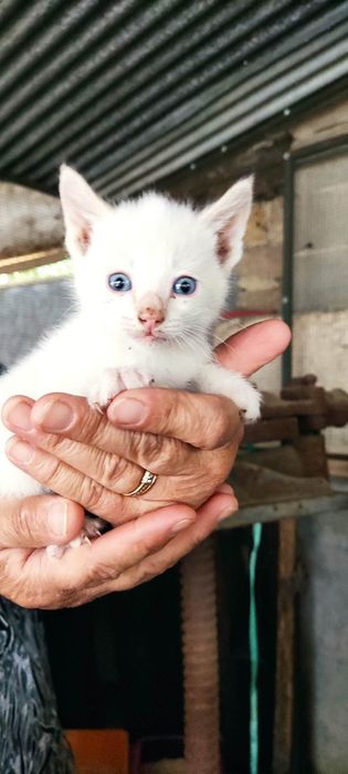 Gatinhos bebés para adoção