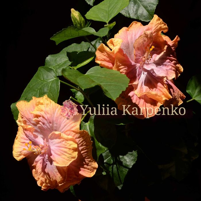 4-колірний сортовий гібіскус Creole Lady махровий сортовой гибискус