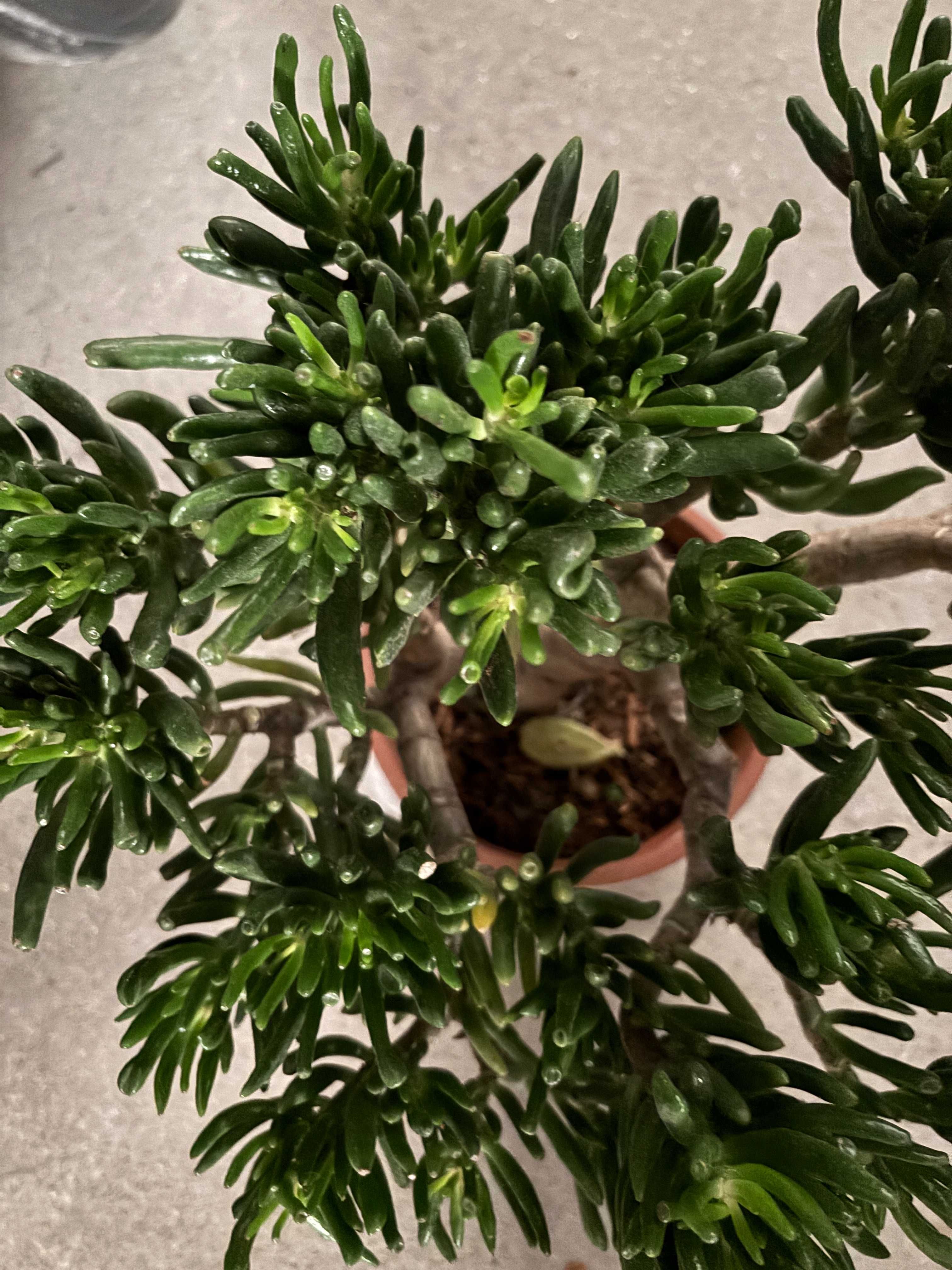 Plantas  variadas