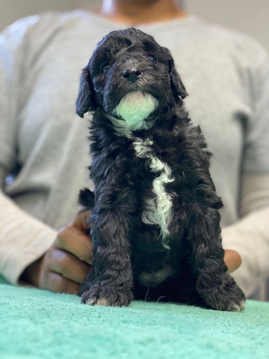 Lindo bebê de poodle médio procura novo dono!!!