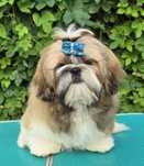 Piesek Shih tzu ZKWP